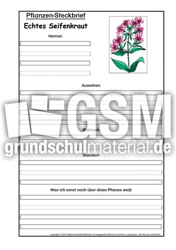 Pflanzensteckbrief-echtes-Seifenkraut.pdf
